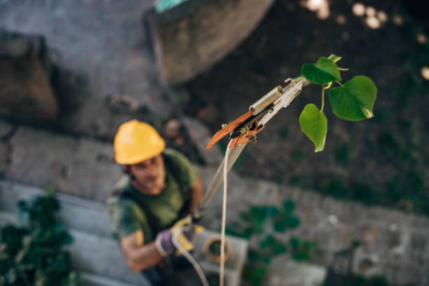 Best Utility Line Clearance  in Fort Denaud, FL