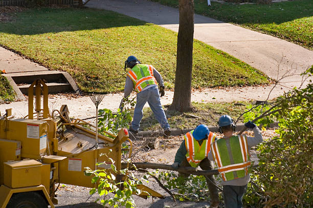 Professional Tree Services in Fort Denaud, FL