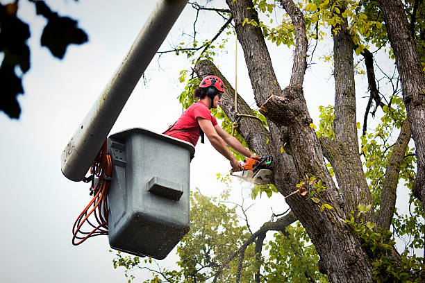 How Our Tree Care Process Works  in Fort Denaud, FL